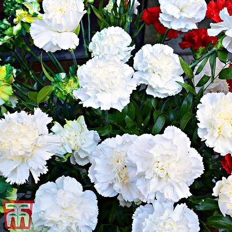 Dianthus 'Memories' (Scent First Series) 2 Dianthus 'Memories' (Scent First Series) - Image 2