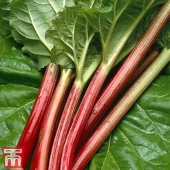 Rhubarb 'Sanvitos®' Duo -Garden Supplies Sale early3