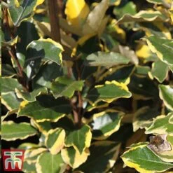 Elaeagnus X Ebbingei 'Viveleg' -Garden Supplies Sale ele viv3
