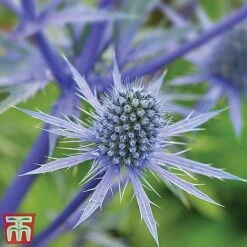 Everlasting Perennial Collection -Garden Supplies Sale eryngium planum2