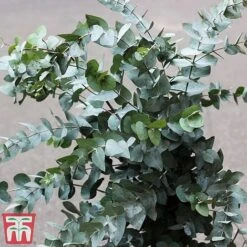 Eucalyptus Gunnii (Standard) -Garden Supplies Sale euc gu