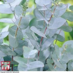 Eucalyptus Gunnii (Standard) -Garden Supplies Sale euc gun