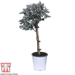 Eucalyptus Gunnii (Standard) -Garden Supplies Sale euca