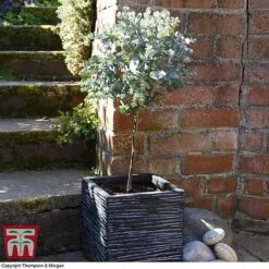 Eucalyptus Gunnii (Standard) -Garden Supplies Sale euca gun