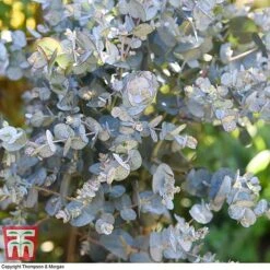 Eucalyptus Gunnii (Standard) -Garden Supplies Sale euca gunn