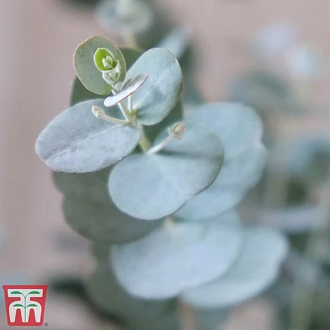 Eucalyptus Gunnii 'Azura' 2 Eucalyptus Gunnii 'Azura' - Image 2