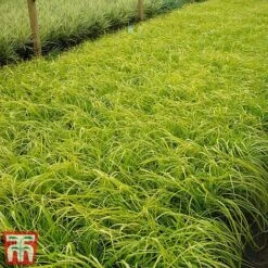 Carex Oshimensis 'Everillo' -Garden Supplies Sale ever1