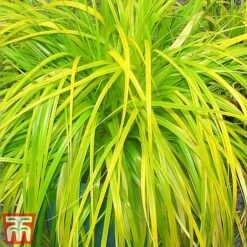 Carex Oshimensis 'Everillo' -Garden Supplies Sale ever11