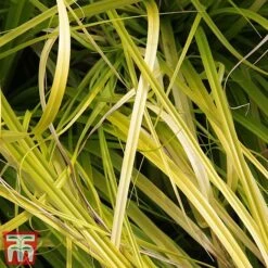 Carex Oshimensis 'Everillo' -Garden Supplies Sale ever2