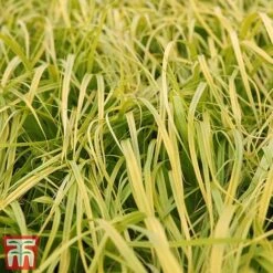 Carex Oshimensis 'Everillo' -Garden Supplies Sale ever4