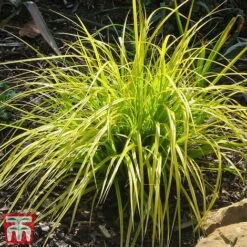 Carex Oshimensis 'Everillo' -Garden Supplies Sale ever5