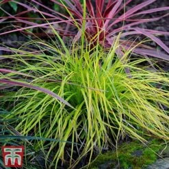 Carex Oshimensis 'Everillo' -Garden Supplies Sale ever6