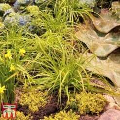 Carex Oshimensis 'Everillo' -Garden Supplies Sale ever7