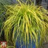 Carex Oshimensis 'Everillo'