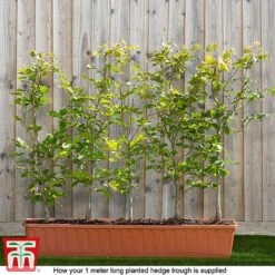 Copper Beech (Hedging) -Garden Supplies Sale fagus ready