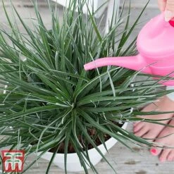 Fascicularia Bicolor -Garden Supplies Sale fasc2