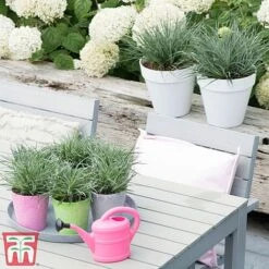 Fascicularia Bicolor -Garden Supplies Sale fasc3