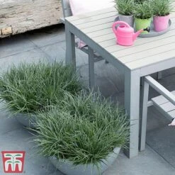 Fascicularia Bicolor -Garden Supplies Sale fasc4