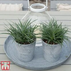 Fascicularia Bicolor -Garden Supplies Sale fasc5