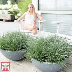 Fascicularia Bicolor -Garden Supplies Sale fasc7