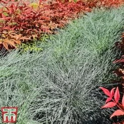 Festuca 'Intense Blue' -Garden Supplies Sale fest