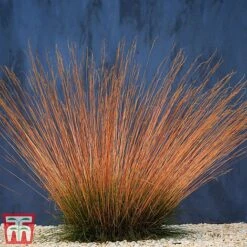 Festuca 'Sunrise' -Garden Supplies Sale fest sun2