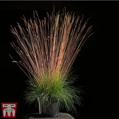 Festuca 'Sunrise' -Garden Supplies Sale fest sun3