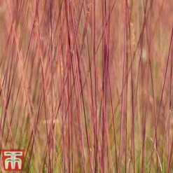 Festuca 'Sunrise' -Garden Supplies Sale fest sun5