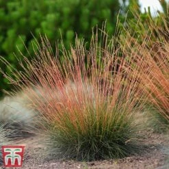 Festuca 'Sunrise' -Garden Supplies Sale fest sun6
