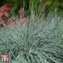 Festuca 'Intense Blue'