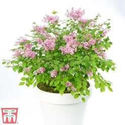 Lilac Dwarf 'Flowerfesta® Pink' 7 Lilac Dwarf 'Flowerfesta® Pink' -Garden Supplies Sale flow1