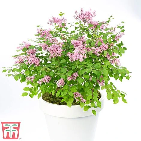 Lilac Dwarf 'Flowerfesta® Pink' 3 Lilac Dwarf 'Flowerfesta® Pink' - Image 3