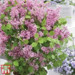 Lilac Dwarf 'Flowerfesta® Pink' 8 Lilac Dwarf 'Flowerfesta® Pink' -Garden Supplies Sale flowd