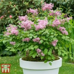 Lilac Dwarf 'Flowerfesta® Pink' 9 Lilac Dwarf 'Flowerfesta® Pink' -Garden Supplies Sale flows