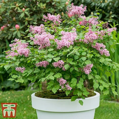 Lilac Dwarf 'Flowerfesta® Pink' 5 Lilac Dwarf 'Flowerfesta® Pink' - Image 5