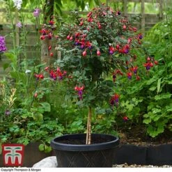 Fuchsia 'Angela' (Hardy) (Standard) -Garden Supplies Sale fuch ang a