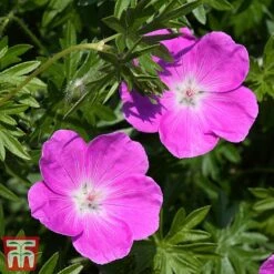 Geranium X Oxonianum 'Rose Clair'