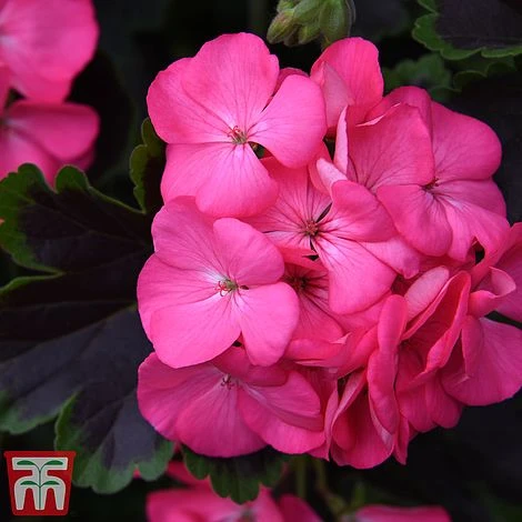 Geranium 'Tall Dark & Handsome Hot Pink' 3 Geranium 'Tall Dark & Handsome Hot Pink' - Image 3
