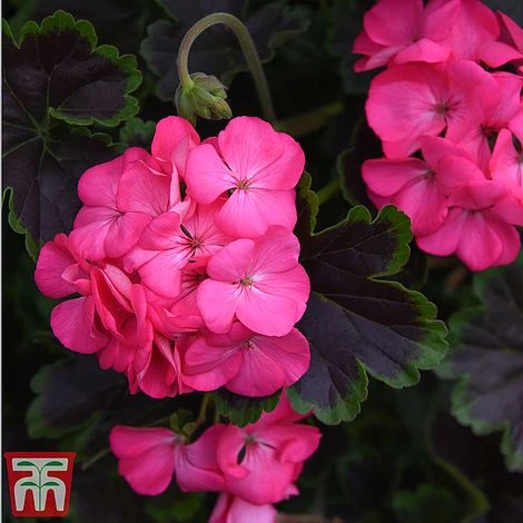 Geranium 'Tall Dark & Handsome Hot Pink' 4 Geranium 'Tall Dark & Handsome Hot Pink' - Image 4