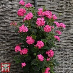 Geranium 'Tall Dark & Handsome Hot Pink' 12 Geranium 'Tall Dark & Handsome Hot Pink' -Garden Supplies Sale gera61