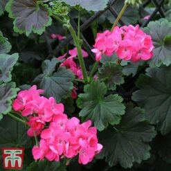 Geranium 'Tall Dark & Handsome Hot Pink' 13 Geranium 'Tall Dark & Handsome Hot Pink' -Garden Supplies Sale gera7