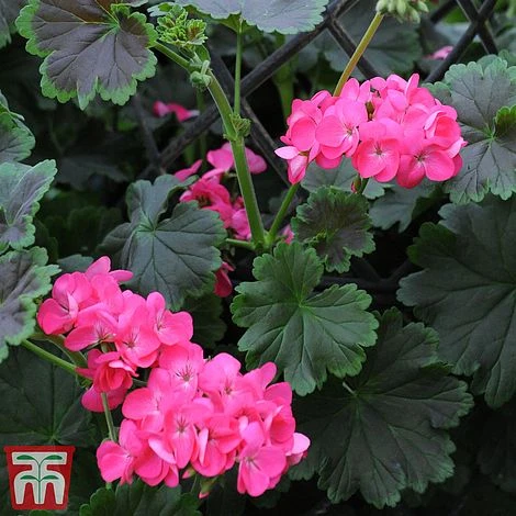 Geranium 'Tall Dark & Handsome Hot Pink' 7 Geranium 'Tall Dark & Handsome Hot Pink' - Image 7