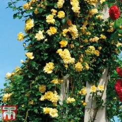 Rose 'Golden Showers' (Climbing) -Garden Supplies Sale golden
