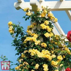 Rose 'Golden Showers' (Climbing) -Garden Supplies Sale golden2