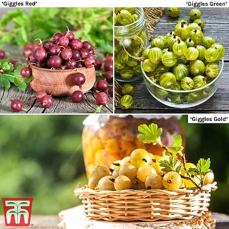 Gooseberry Giggles Collection 1 Gooseberry Giggles Collection