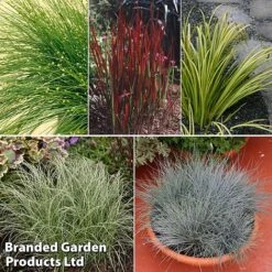 Colourful Ornamental Grass Collection -Garden Supplies Sale grass coll
