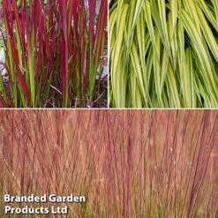 Summer Grass Trio -Garden Supplies Sale grass trio3