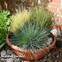 Nurserymans Choice Grass Collection -Garden Supplies Sale grass21