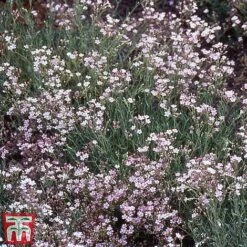 Perennial Saver Collection -Garden Supplies Sale gypsophila rosea1
