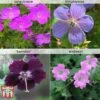 Hardy Geranium Collection
